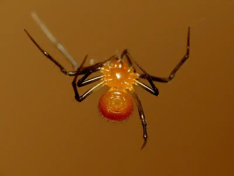Small Red Spider: What It Is and How to Get Rid of It