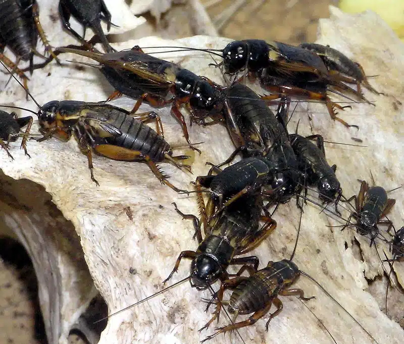 Group of field crickets on wood surface showing glossy black bodies