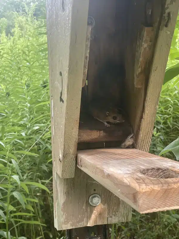 Field mouse in an outdoor wooden nest box showing its preference for outdoor nesting