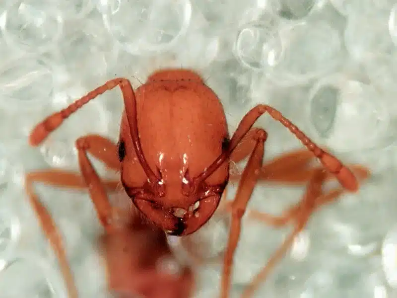 Close-up of a fire ant showing its reddish body and features