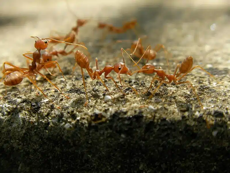 Group of fire ants on a soil surface showing colony activity