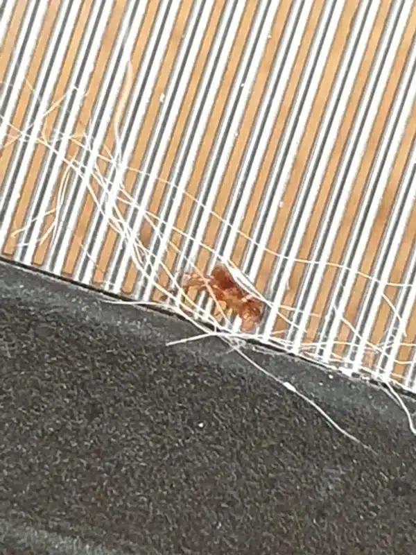 Flea caught in a pet grooming comb during inspection