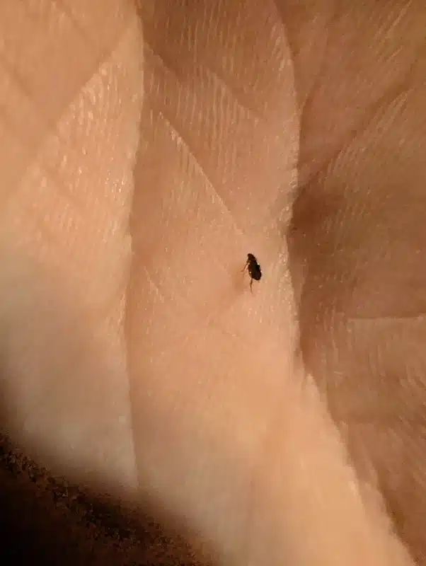 Fleas in Hair: Signs, Treatment, and Prevention Guide