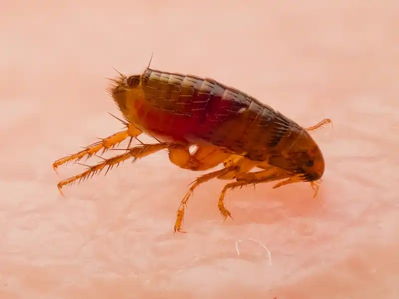 Flea on human skin showing biting behavior that sets fleas apart from springtails