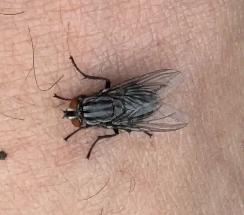 Overhead view of flesh fly showing checkered pattern and red eyes