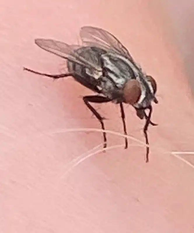 Flesh Fly vs House Fly: How to Identify Each Pest