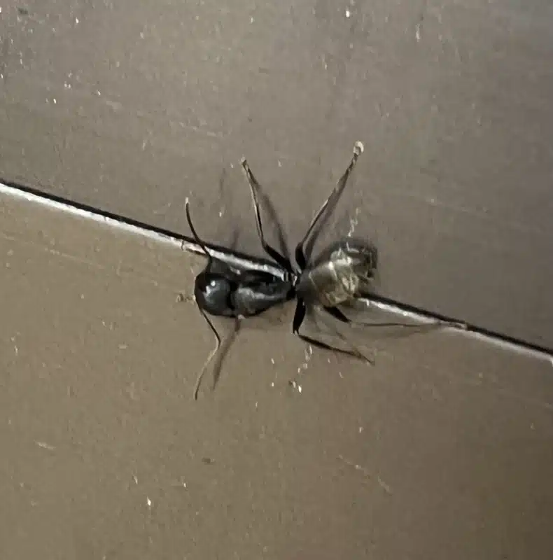 Close-up of a winged carpenter ant during nuptial flight season