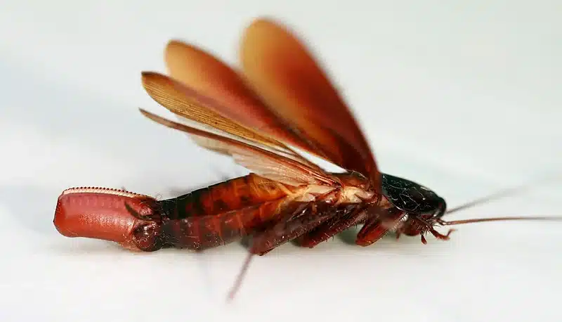 Flying Cockroach: Effective Treatments to Eliminate Them