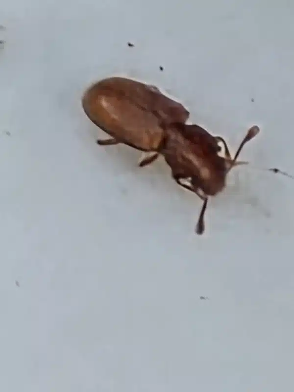 Close-up of a foreign grain beetle showing the club-like antennae used to tell it apart from similar beetles