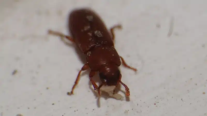 Foreign grain beetle found in a home setting where it emerged from damp building materials