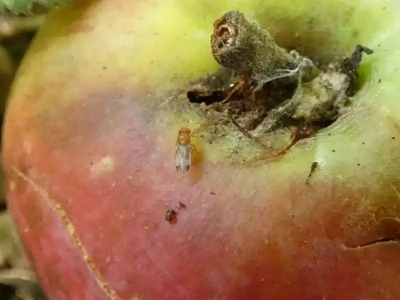 Fruit fly on decaying apple showing typical breeding site on fermenting produce
