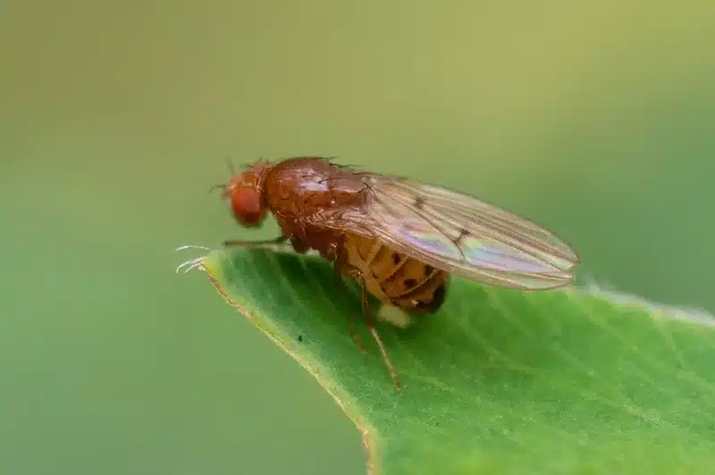 Fruit fly resting on a green leaf showing its small size and wing structure