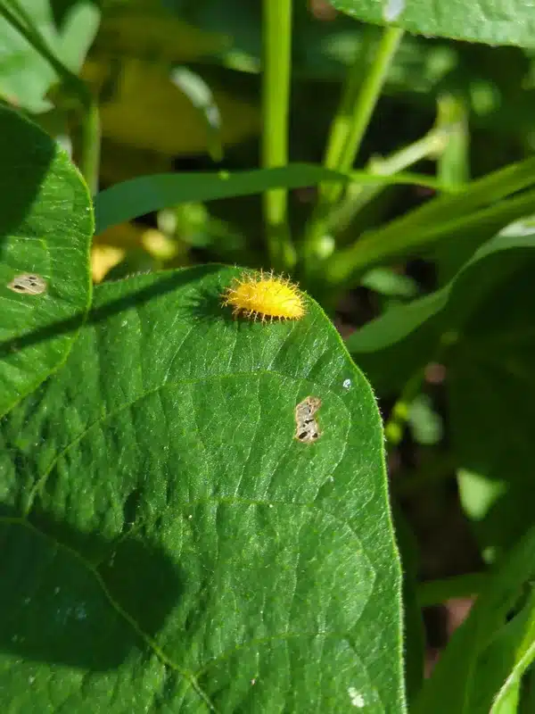 Fuzzy yellow Mexican bean beetle larva on leaf causing plant damage