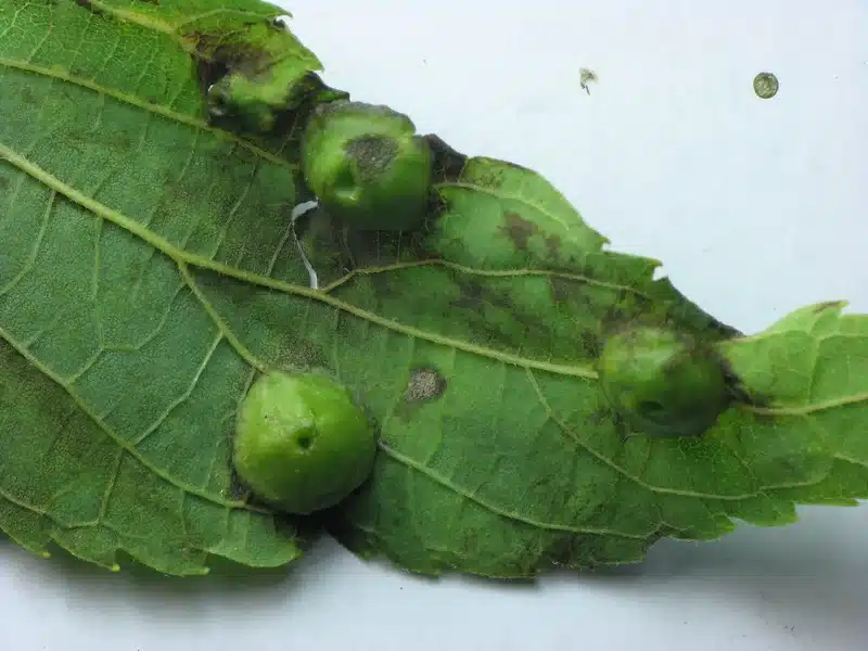 Multiple galls on green hackberry leaves