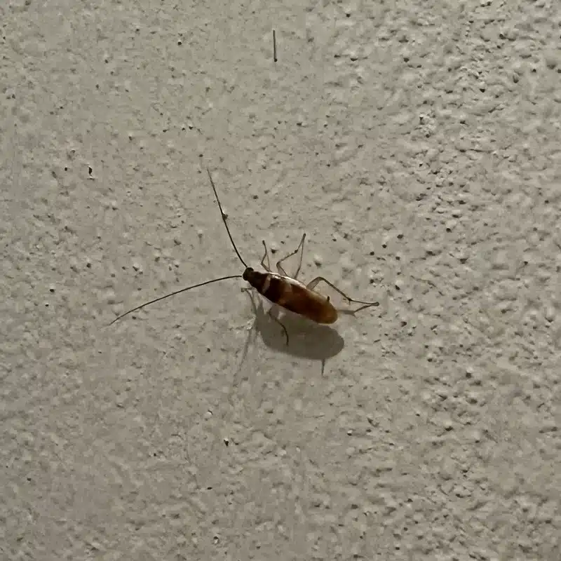 German cockroach on an indoor wall near a baseboard