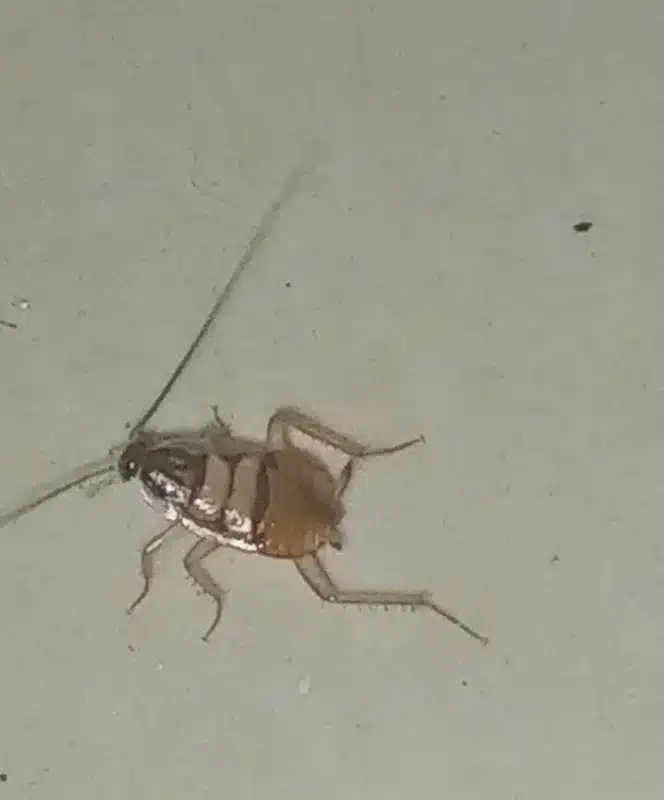 German cockroach nymph showing distinctive dark stripes used for identification