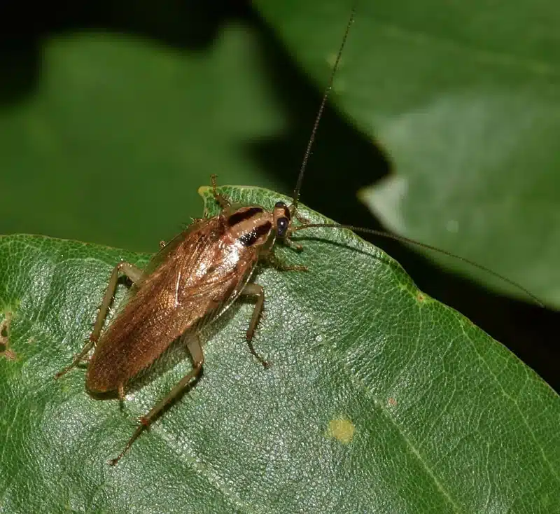 German cockroach on green leaf showing light brown coloring