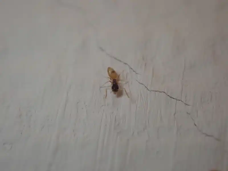 Ghost ant on indoor wall showing small size and pale coloring