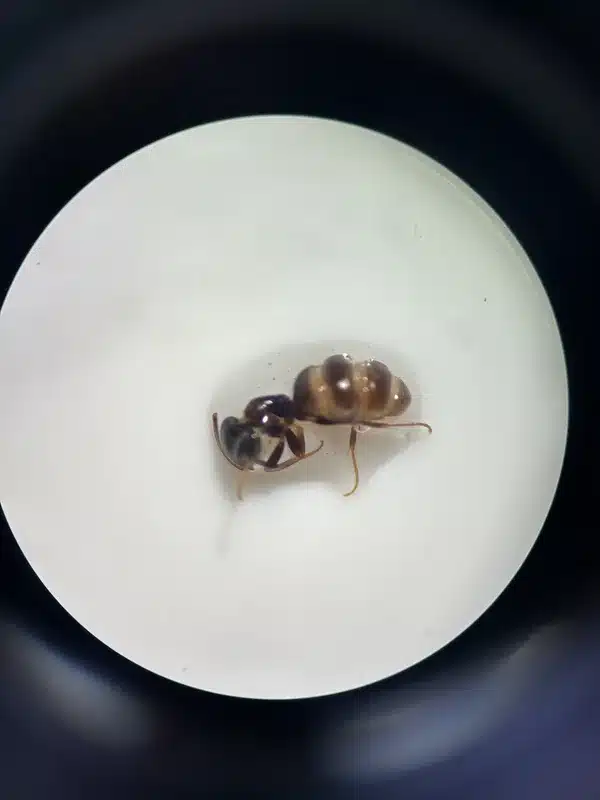 Ghost ant under microscope showing pale legs and dark head
