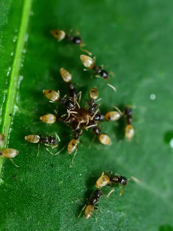 Group of ghost ants feeding on a leaf surface