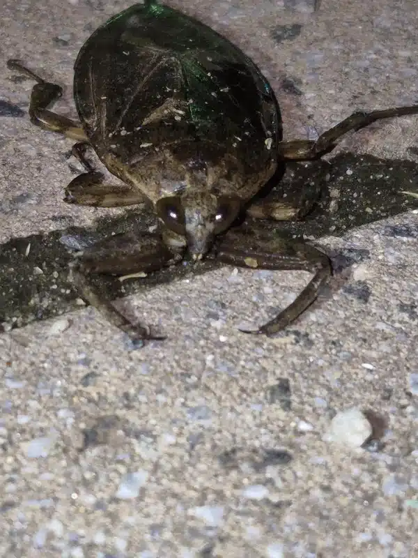 Close-up of giant water bug face showing predatory front legs and mouthparts