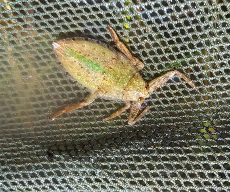 Giant water bug on netting showing its aquatic body shape