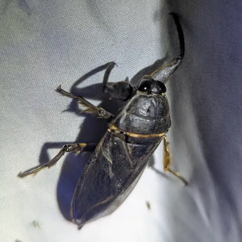 Giant water bug showing large size and raptorial front legs