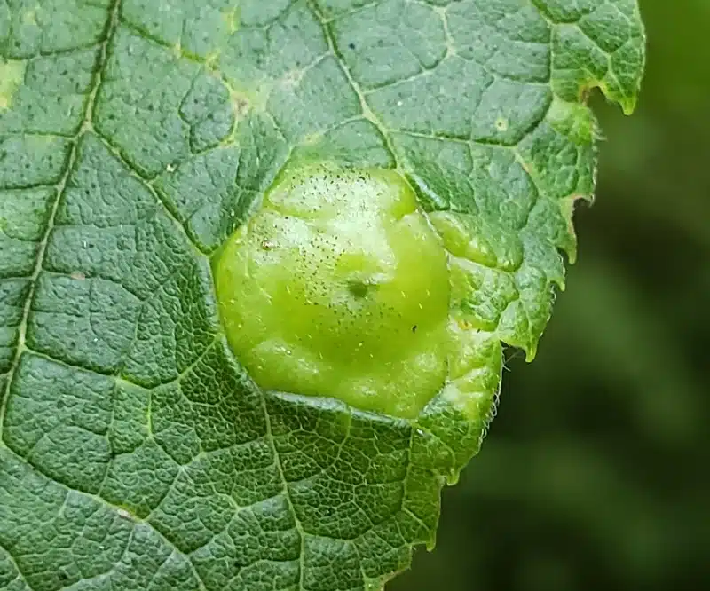 Close-up of a green gall on leaf surface