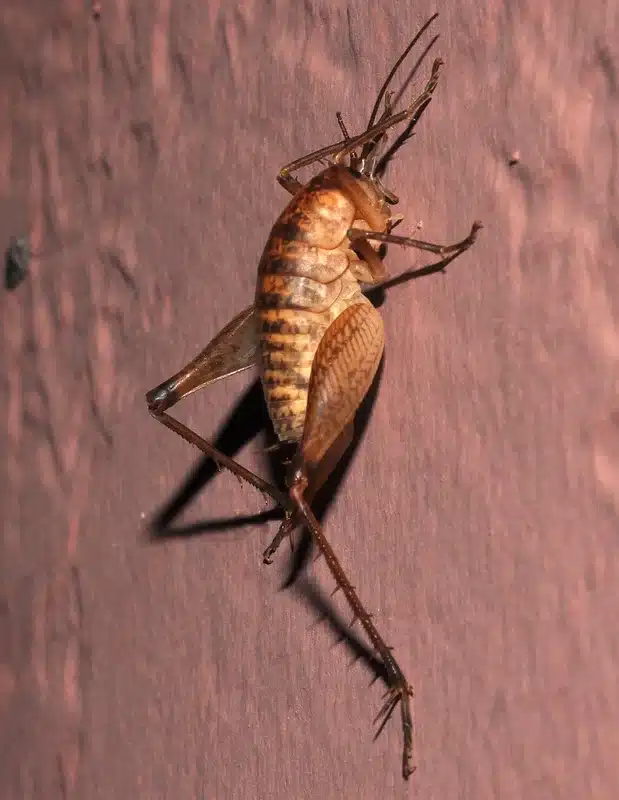 Adult greenhouse camel cricket clinging to a wall showing typical indoor resting position