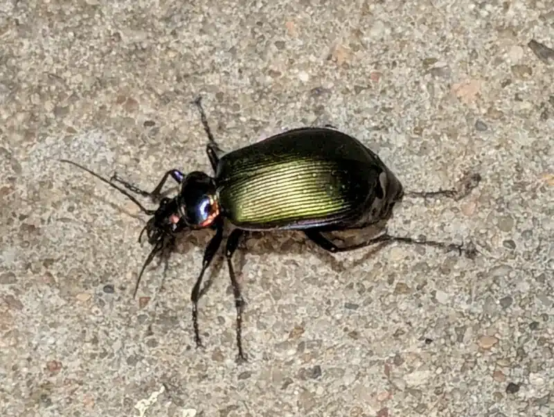 Shiny black ground beetle on pavement showing fast-moving posture