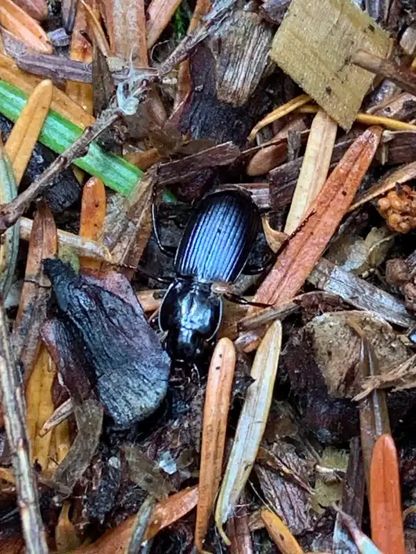 Ground beetle in natural outdoor mulch environment showing typical habitat