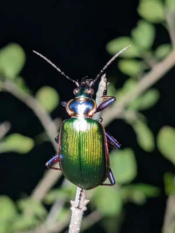Ground beetle active at night showing typical dark coloring