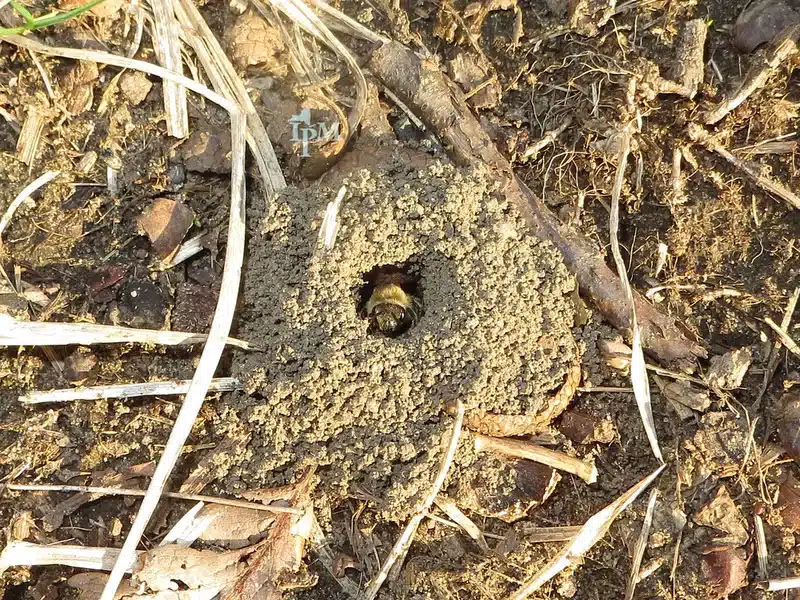 Bee emerging from a soil nest showing typical ground bee entrance