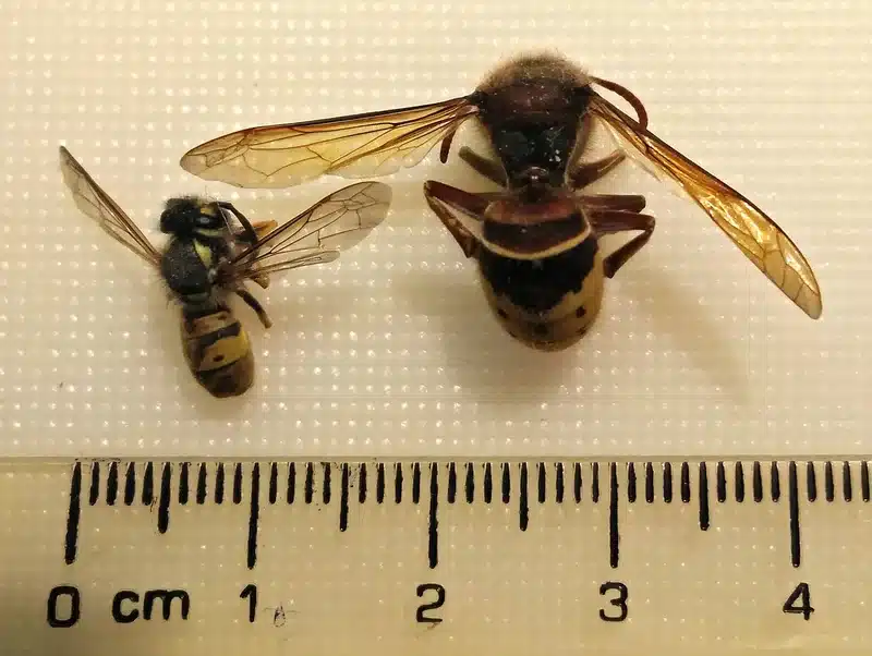 Hornet vs Wasp: How to Identify Common DC Area Species