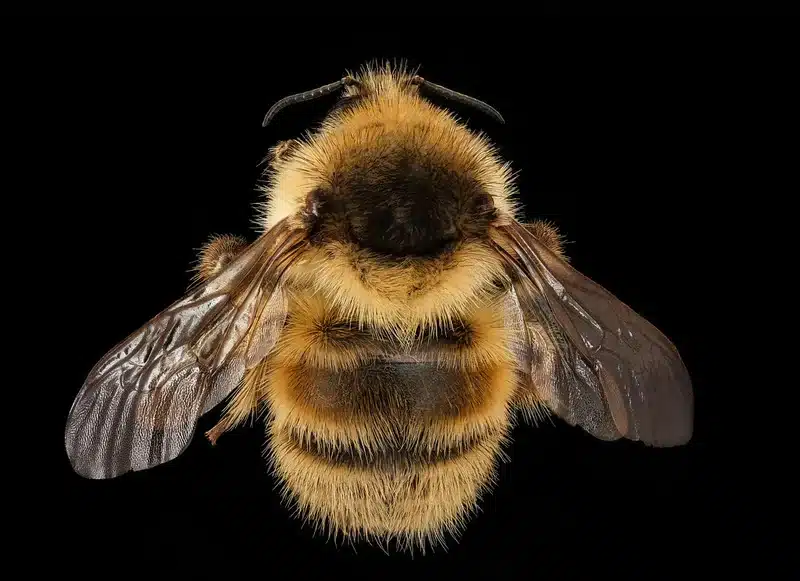 Honey bee close-up showing barbed stinger anatomy