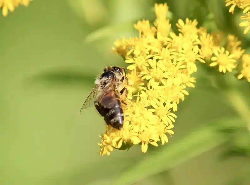 Honey bee on yellow flowers showing the fuzzy striped abdomen and compact body used for identification