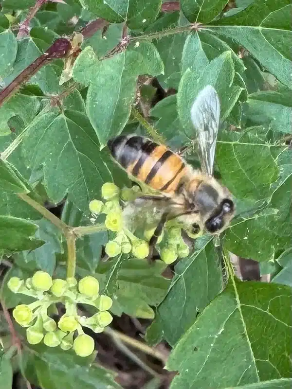 Honeybee showing distinctive striped amber body and thin hair