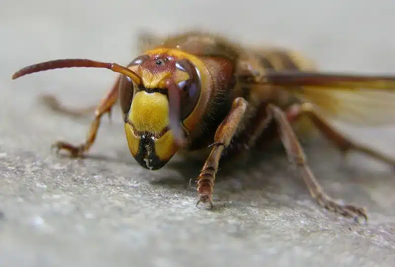 Close-up of a hornet showing body markings