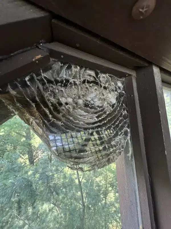 Hornet nest built under house eave for weather protection