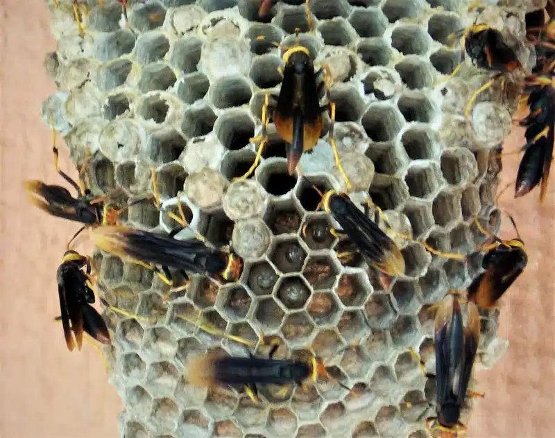 Active wasps on a nest