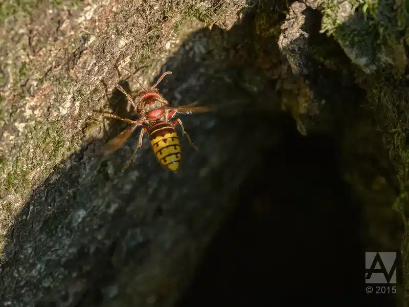 European Hornet Nest: What They Look Like & Treatment