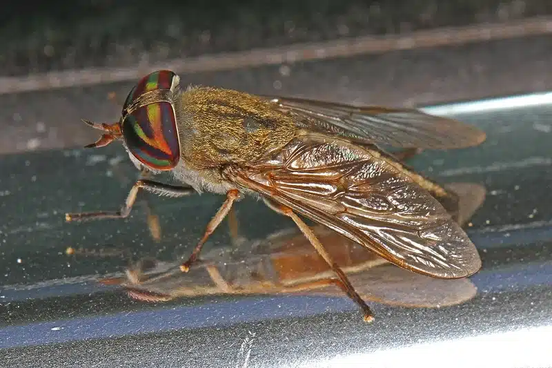 Horse fly on metal surface showing large body and bright eyes