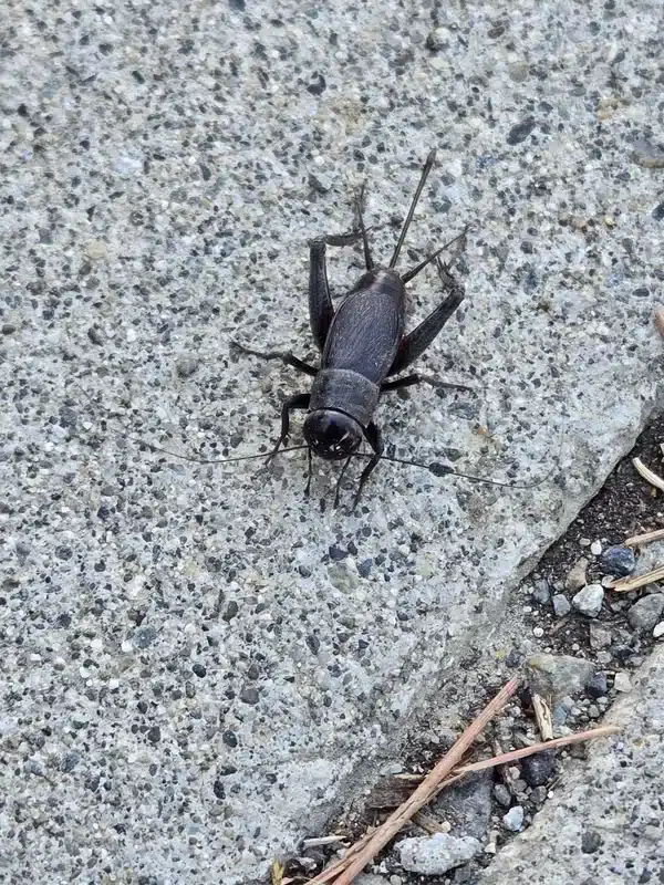 House cricket on concrete surface showing its wings