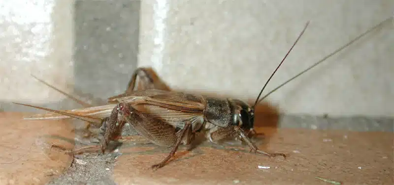 Cricket Life Cycle: Identify and Control These Noisy Pests
