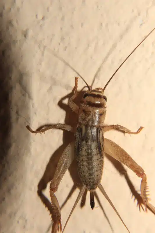 House cricket clinging to a wall surface indoors