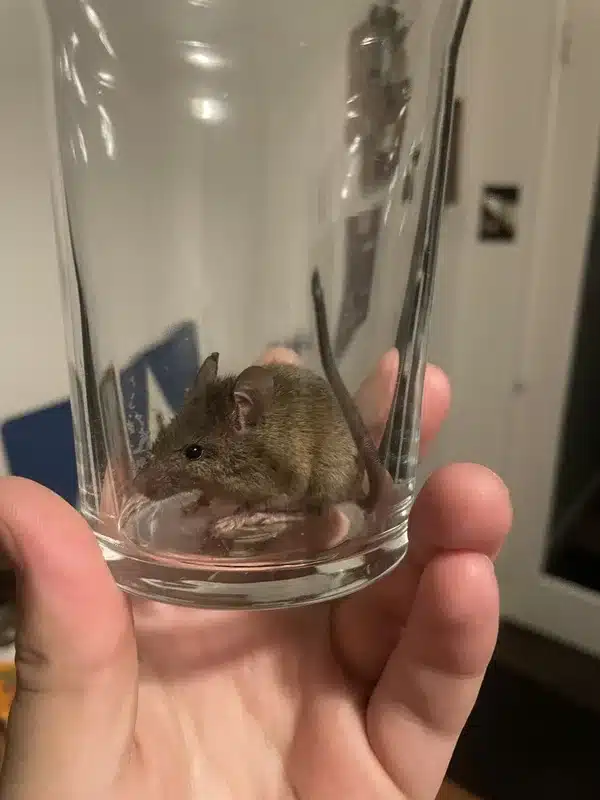 House Mouse vs Field Mouse: What's the Difference?