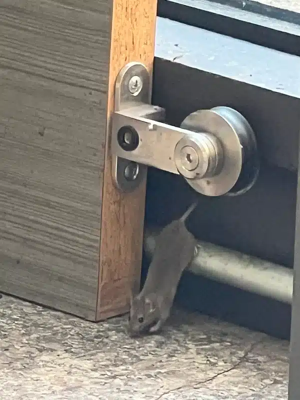 Mouse squeezing under a door gap showing how small an opening they need
