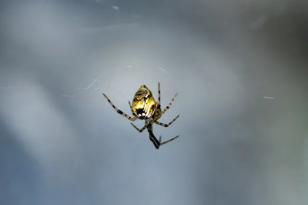 House spider on web showing characteristic markings