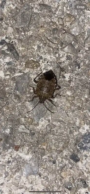 Close-up of stink bug showing key identification features including shield and leg segments