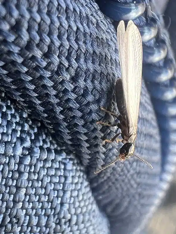 Termite swarmer showing straight antennae and equal wings